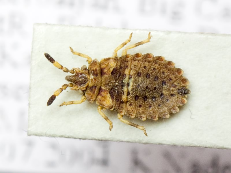 Aradus versicolor Herrich-Schäffer, 1835